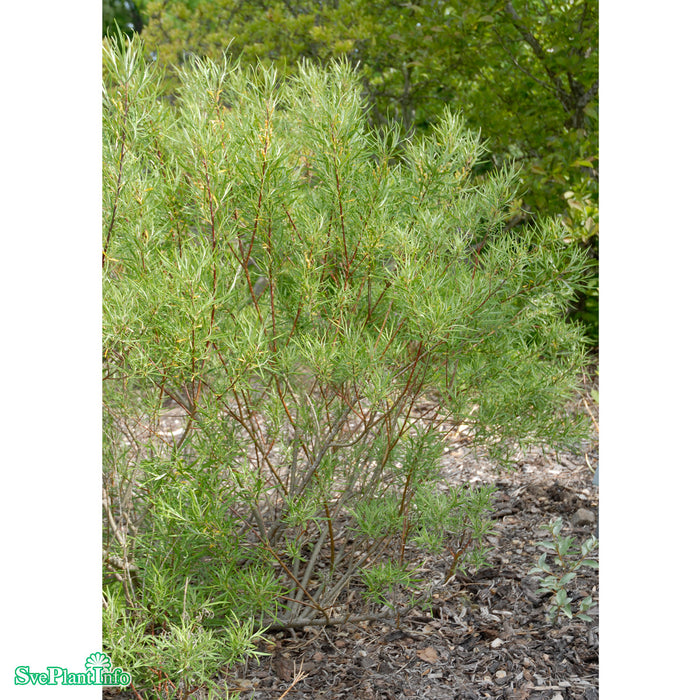 Salix elaeagnos 'Angustifolia' Stam C15 150cm