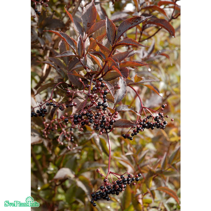 Sambucus nigra 'Black Beauty' Busk C5
