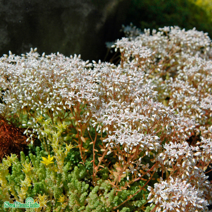Sedum album A-kval