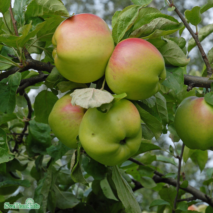 Malus domestica 'Signe Tillisch' Stam 4-års