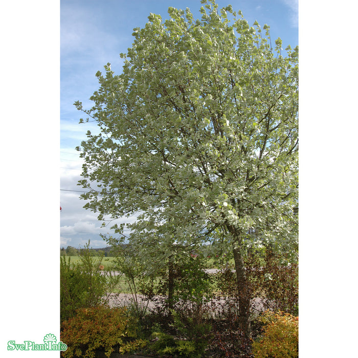 Sorbus aria 'Lutescens' Solitär Kl flerstammad 300-350cm