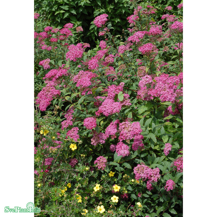 Spiraea japonica 'Anthony Waterer' Busk C2,8 30-40cm