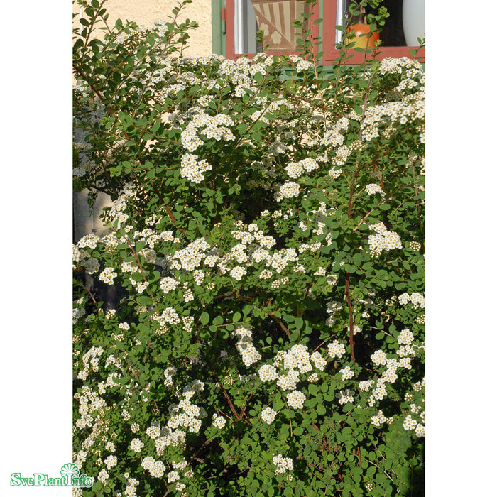 Spiraea nipponica 'Snowmound' C15 XXL 100-125cm