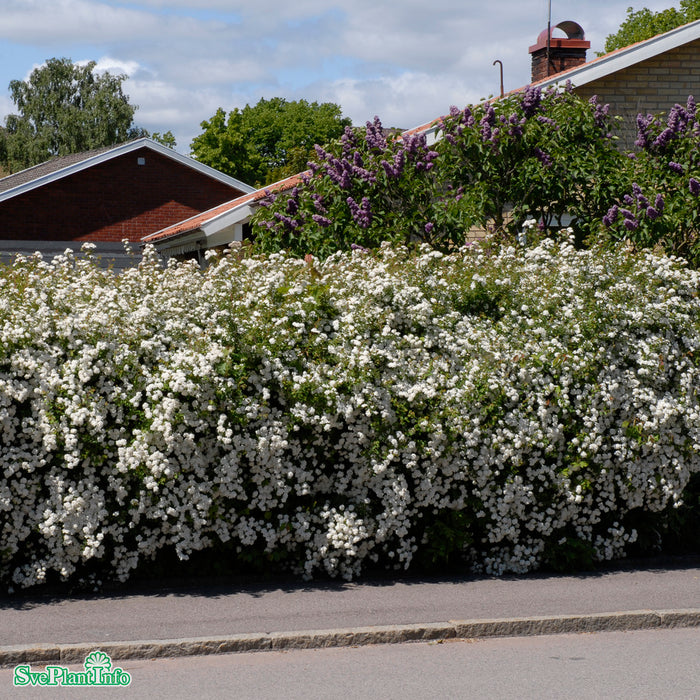 Spiraea vanhouttei C5