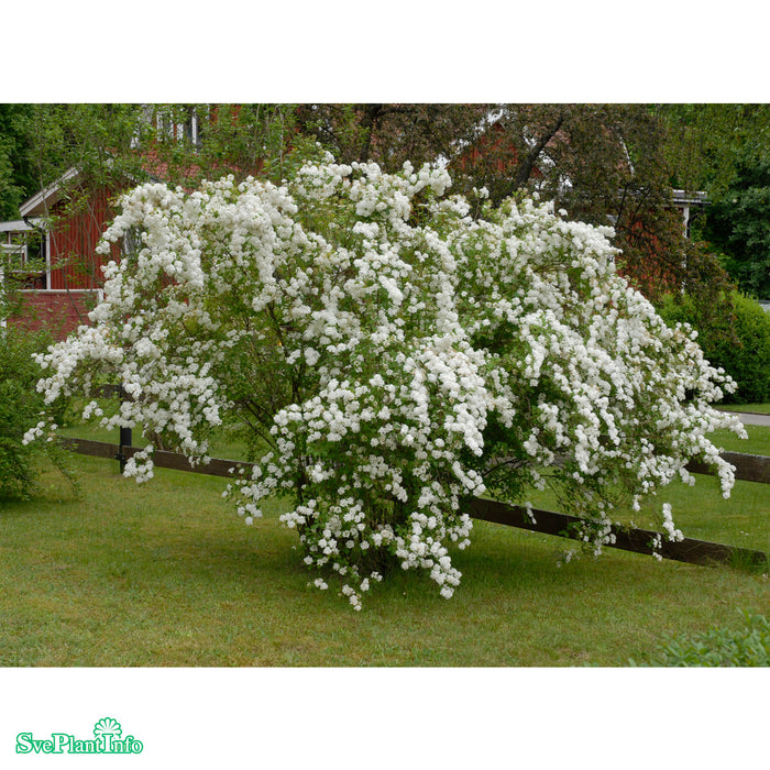 Spiraea vanhouttei C5