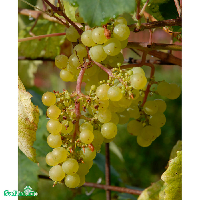 Vitis (Labrusca) 'Sukribe' A-kval C2