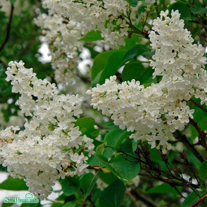 Syringa vulgaris f. alba Solitär Kl 100-125cm