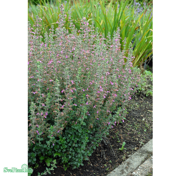 Teucrium lucidrys A-kval