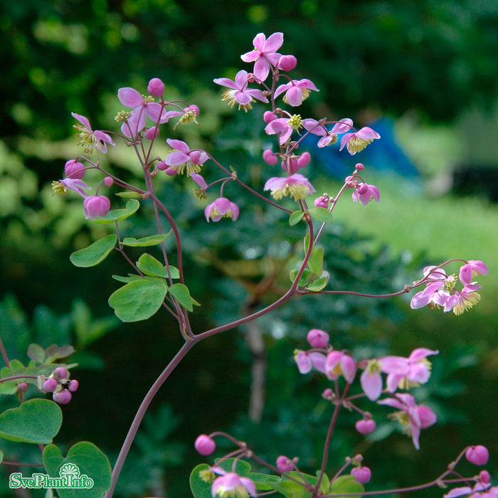 Thalictrum rochebrunianum A-kval