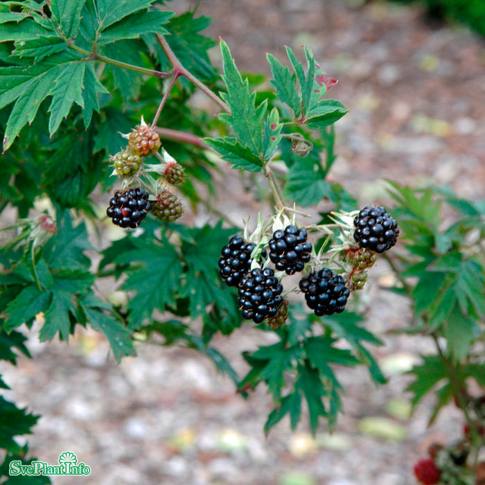 Rubus fruticosus 'Thornless Evergreen' C2