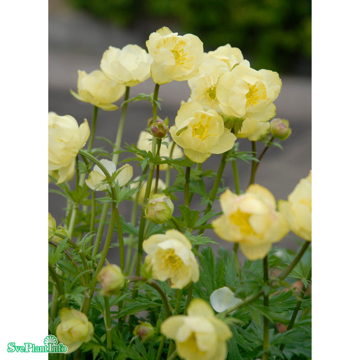 Trollius cultorum 'Alabaster' A-kval