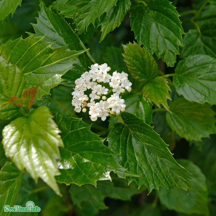 Viburnum dentatum 'Blue Muffin' Busk C6 40-60cm