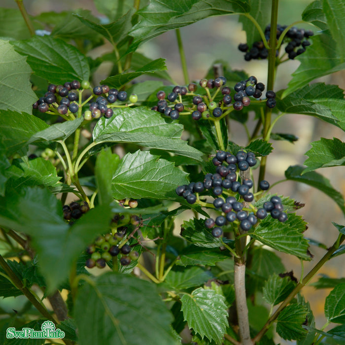 Viburnum dentatum 'Blue Muffin' Busk C6 40-60cm