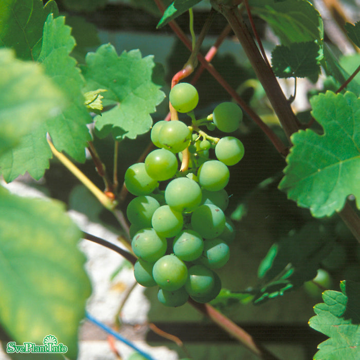 Vitis vinifera 'Dr Schmidtmans Sockerdruva' A-kval C2