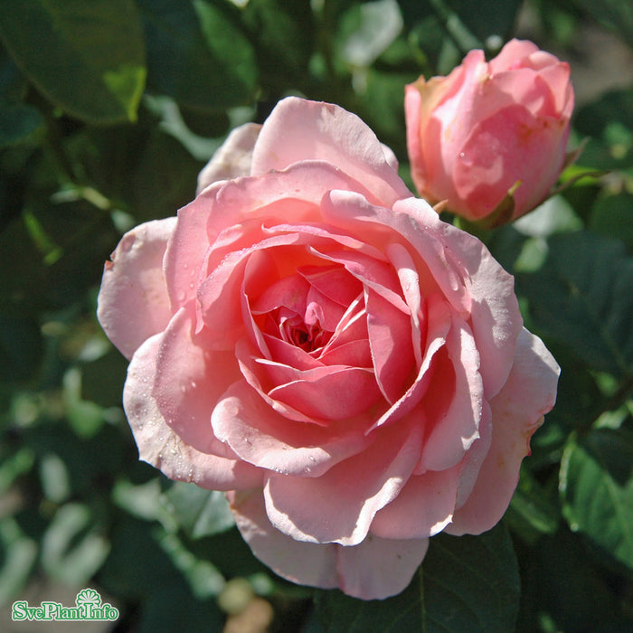 Rosa 'Visby' A kval C4