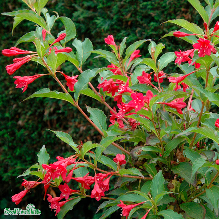 Weigela 'Red Prince' C10 Stam 90cm