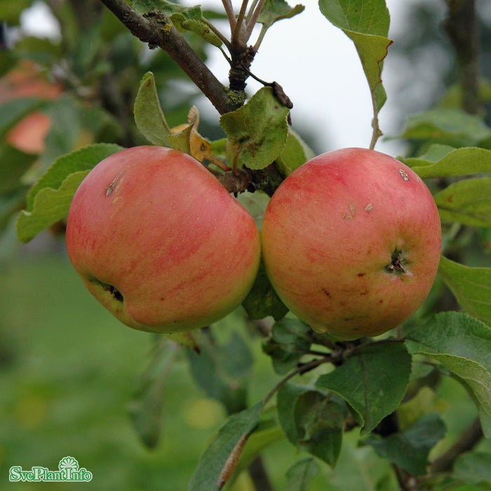 Malus domestica 'Gyllenkroks Astrakan' E A2 Stam 2-års A-kval Co