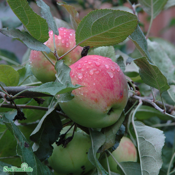 Malus domestica 'Mantet' A2 Ompl. 5-6 år K