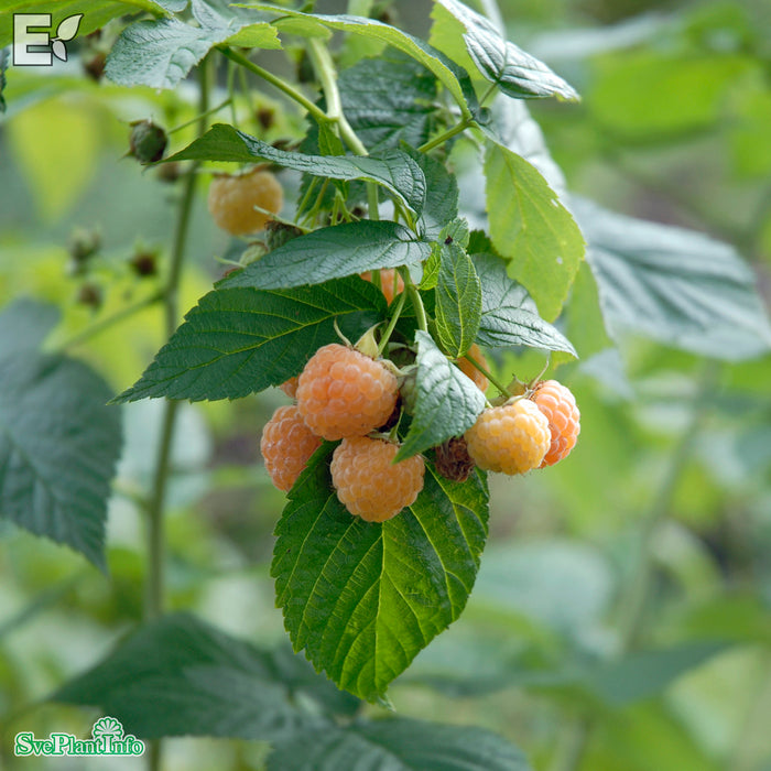 Rubus (Trädgårdshallon) 'Golden Queen' E A-kval C2