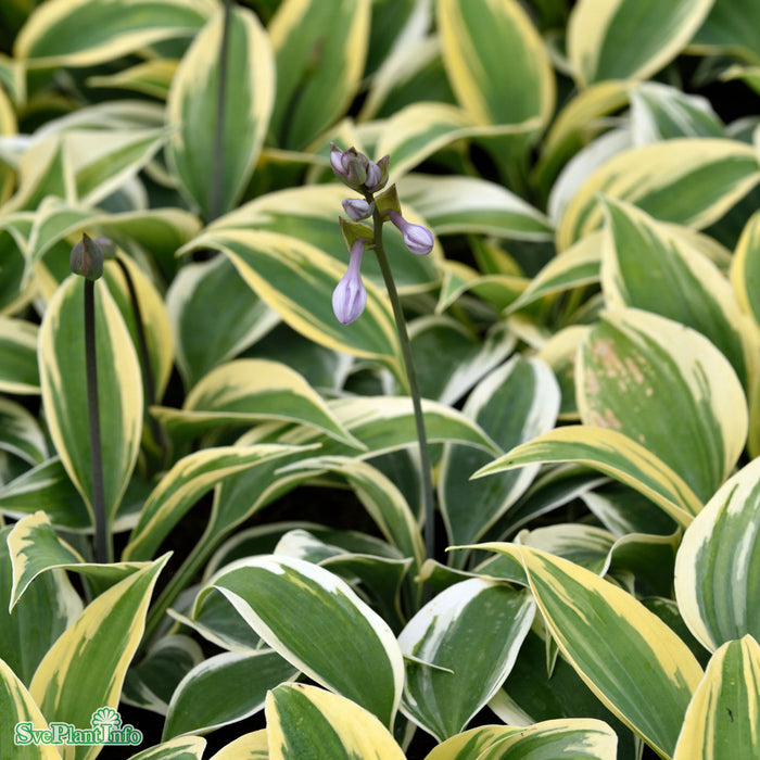 Hosta 'Autumn Frost' C3