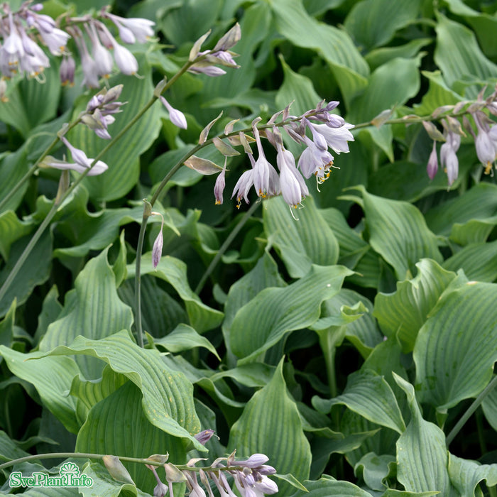 Hosta 'Diamond Lake' C3