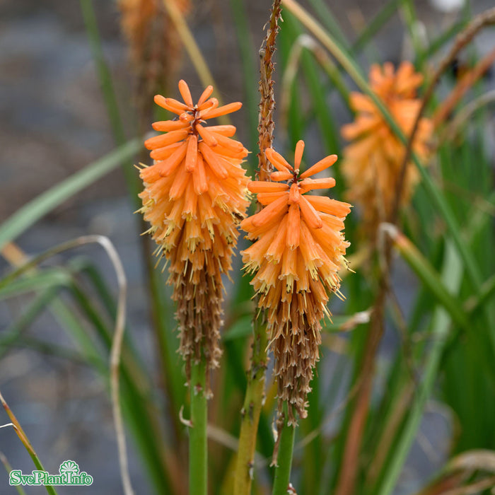 Kniphofia 'Orange Blaze' A-kval