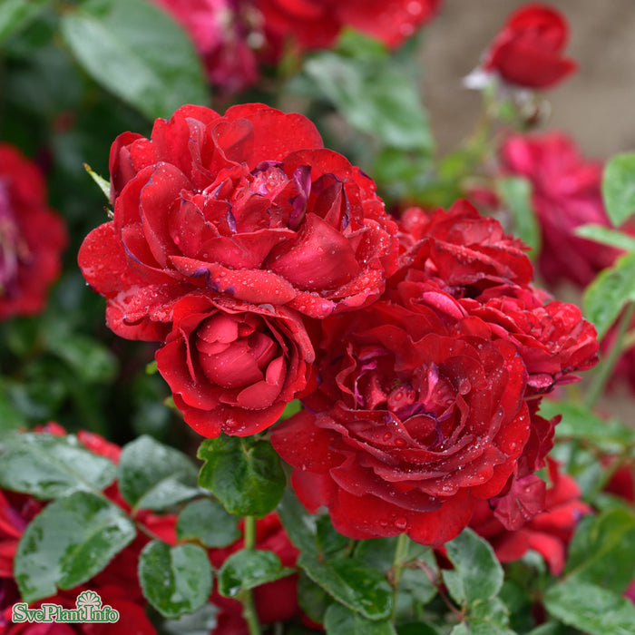 Rosa 'Capricia Renaissance' A kval C4