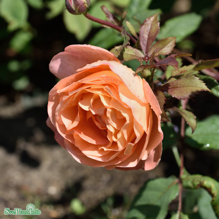 Rosa 'Lady of Shalott' A-kval C5