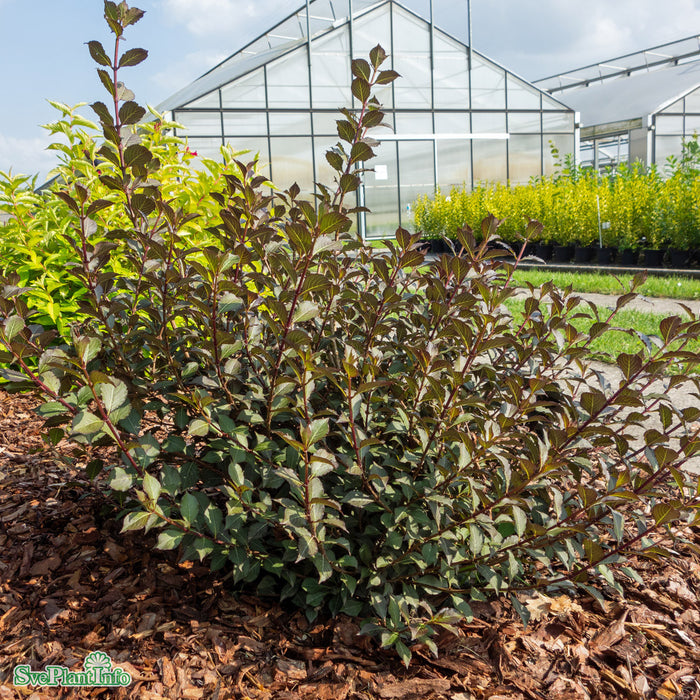 Weigela florida 'Foliis Purpureis' Busk C6,5 60-80cm
