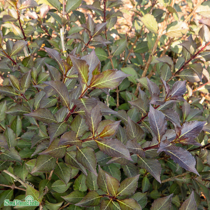 Weigela florida 'Foliis Purpureis' Busk C6,5 60-80cm