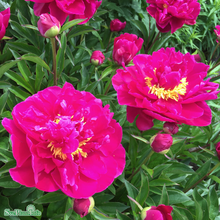 Paeonia lactiflora 'Karl Rosenfield' A-kval C3