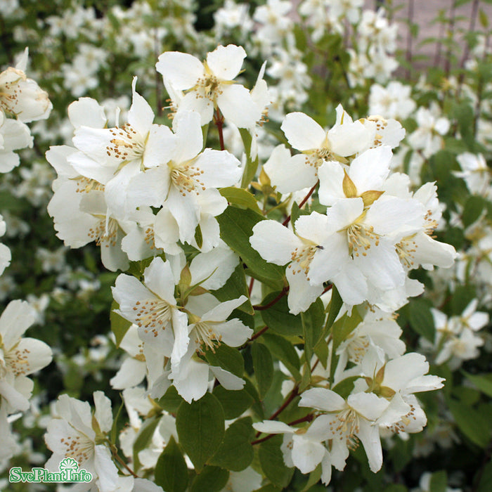 Philadelphus coronarius 'Mont Blanc' Busk C5