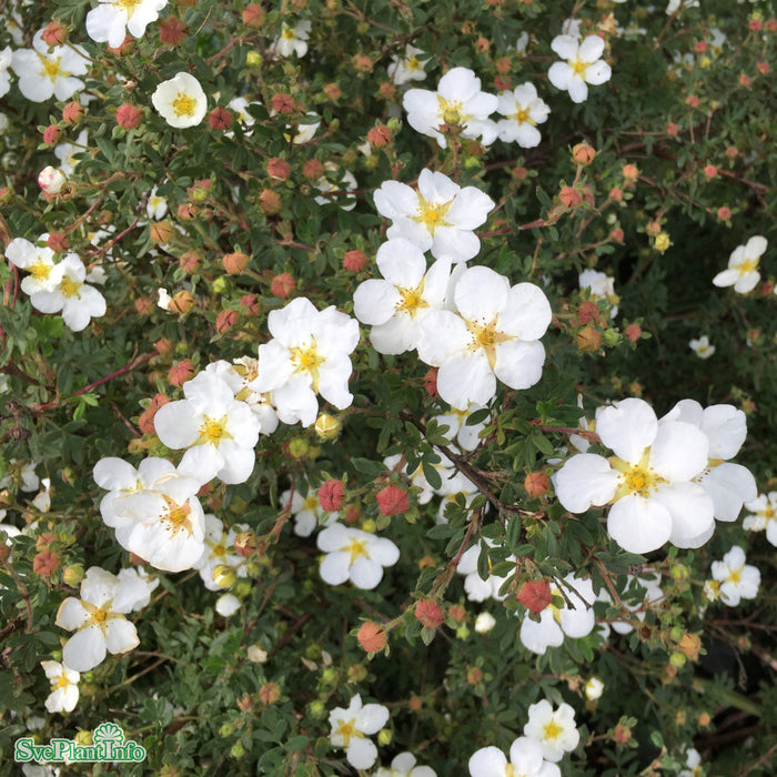 Dasiphora (Fruticosa) 'Abbotswood' Busk C 3,4