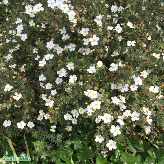 Dasiphora (Fruticosa) 'Abbotswood' Busk C 3,4