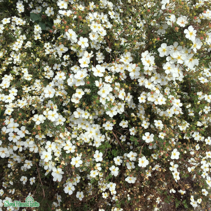 Dasiphora (Fruticosa) 'Abbotswood' Busk C 3,4