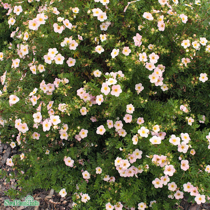 Dasiphora fruticosa 'Lovely Pink' C3,5