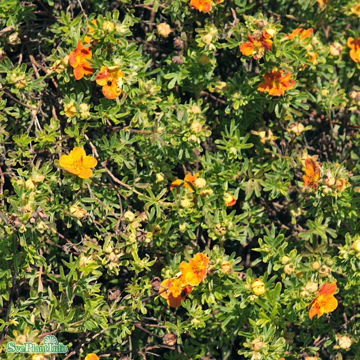 Potentilla fruticosa 'Red Lady' Busk C4,5