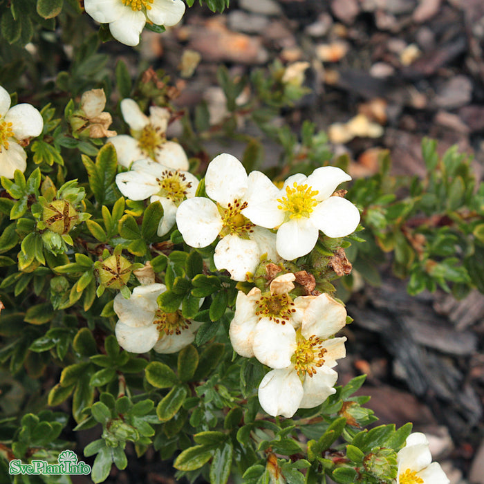 Dasiphora 'Tilford Cream' C4,5 30-40cm