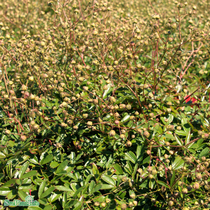 Sibbaldiopsis tridentata 'Nuuk' A-kval