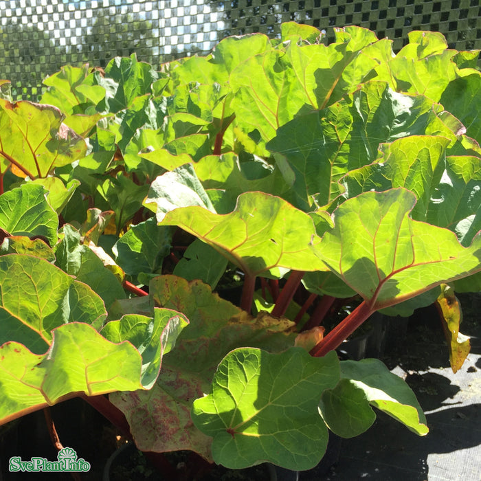 Rheum rhabarbarum 'Canada Red' A-kval  C3,5