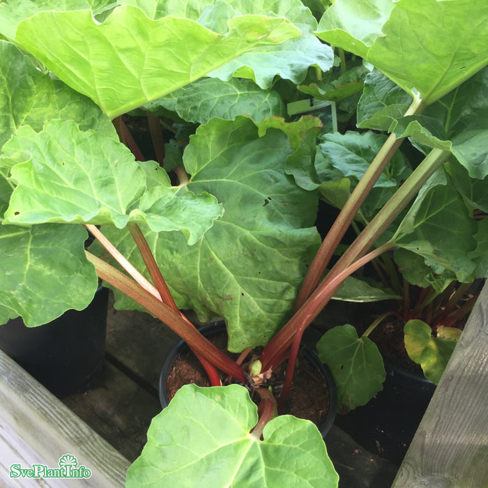 Rheum rhabarbarum 'Red Champagne' A-kval C3,5