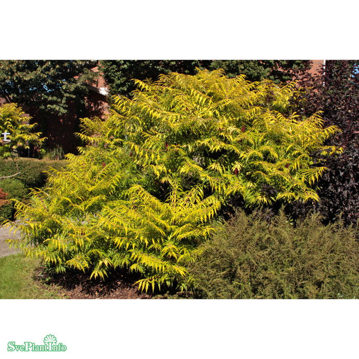 Rhus typhina 'Tiger Eyes' Busk C6 40-60cm