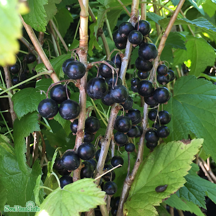 Ribes nigrum 'Titania' Solitär C12 100-125cm