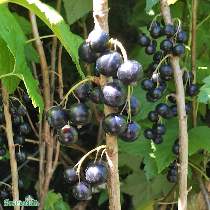 Ribes nigrum 'Titania' C10