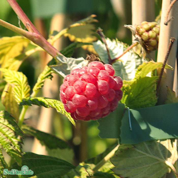 Rubus 'Mormorshallon' A-kval C2
