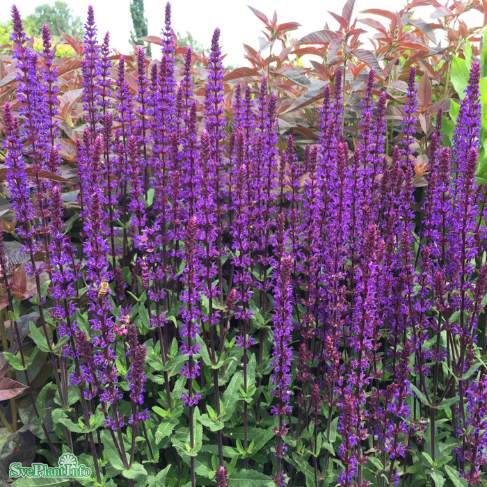 Salvia nemorosa 'Caradonna' A-kval C5