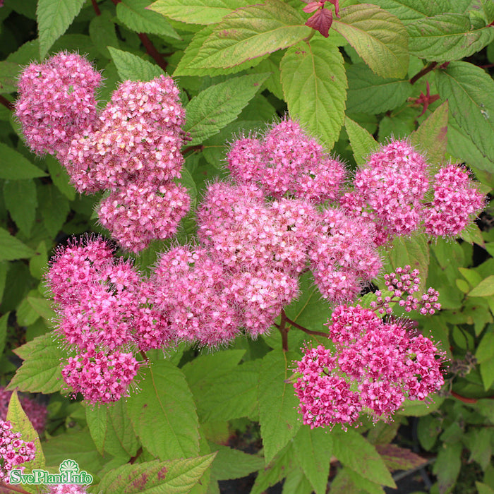 Spiraea japonica 'Froebelii' C3,5