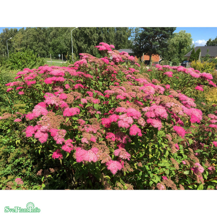 Spiraea japonica 'Magnum Rose' Busk C5