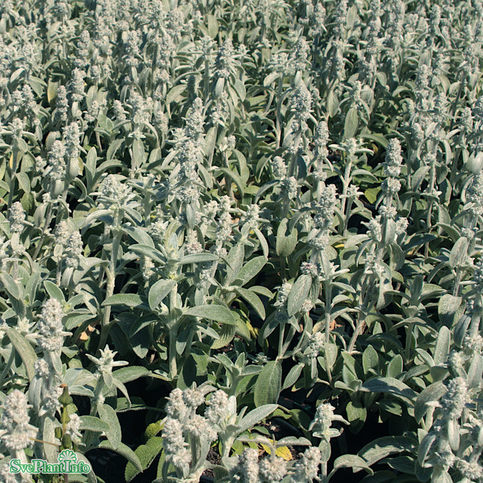 Stachys byzantina 'Silver Carpet' A-kval