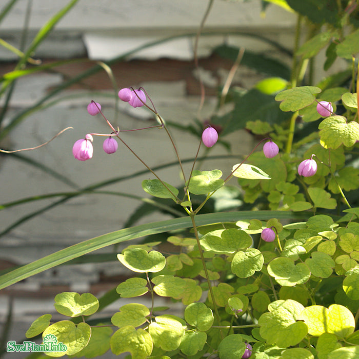 Thalictrum delavayi 'Splendide' A-kval